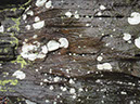 JIRP, Copper Ridge, Geology 2011 275