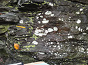JIRP, Copper Ridge, Geology 2011 276