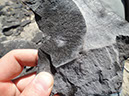 JIRP, Copper Ridge, Geology 2011 264