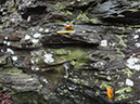 JIRP, Copper Ridge, Geology 2011 277