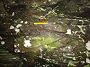 JIRP, Copper Ridge, Geology 2011 279