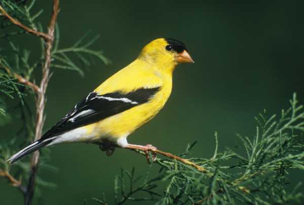 American Goldfinch