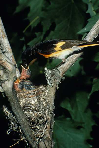 American Redstart