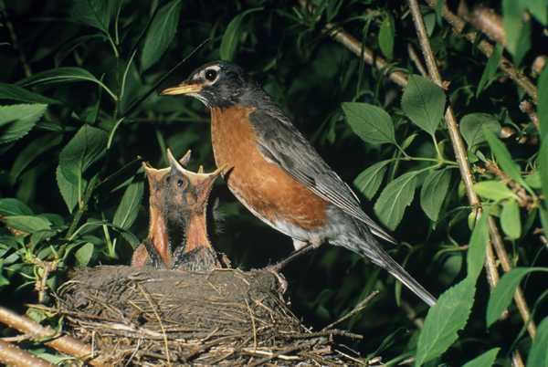 American Robin