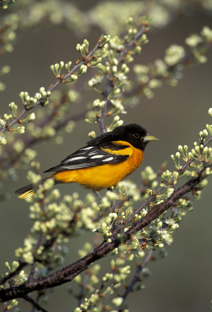 Baltimore Oriole