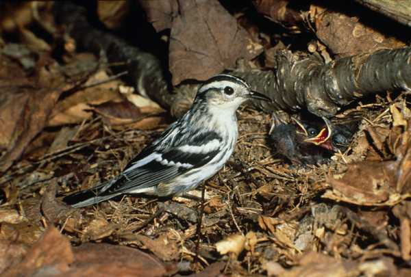 Black and White Warbler