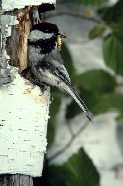 Black-capped Chickadee