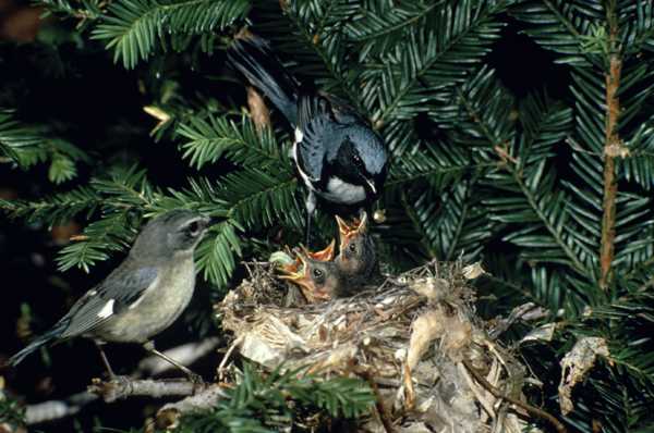 Black-throated Blue Warbler