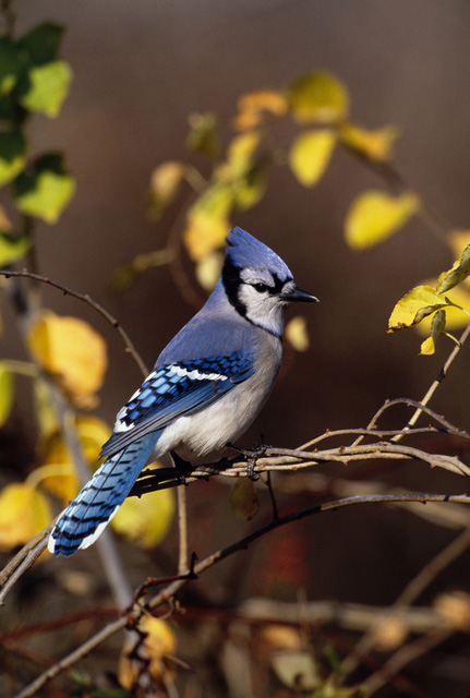 Blue Jay