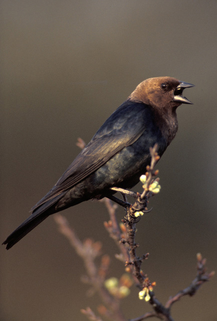 Brown-headed Cowbird