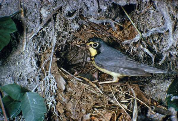 Canada Warbler