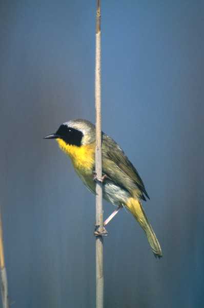 Common Yellowthroat