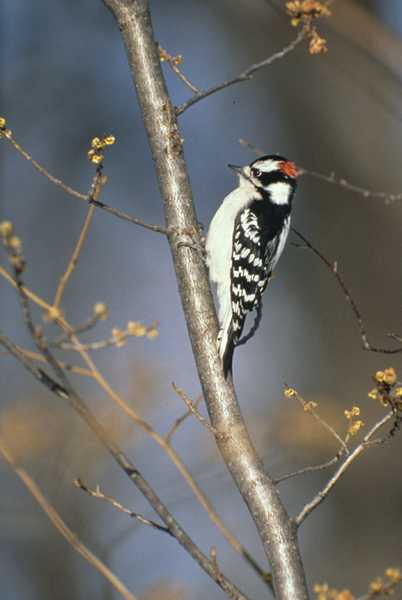 Downy Woodpecker