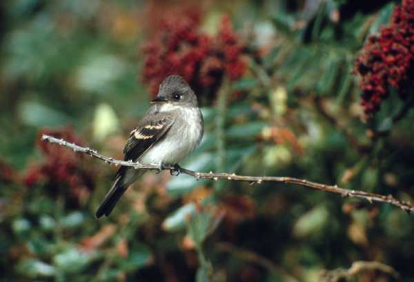 Eastern Wood-Pewee