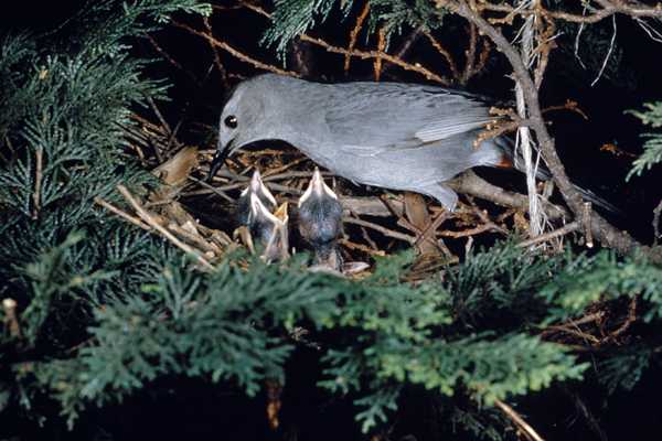 Gray Catbird