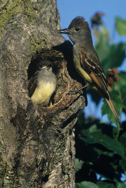 Great Crested Flycatcher