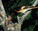 American Redstart