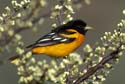 Baltimore Oriole