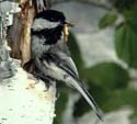 Black-capped Chickadee