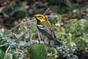 Black-throated Green Warbler