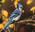 Blue Jay