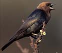 Brown-headed Cowbird