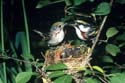 Chestnut Warbler