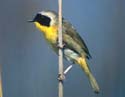 Common Yellowthroat