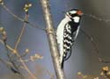 Downy Woodpecker