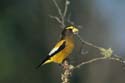 Evening Grosbeak