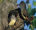 Great Crested Flycatcher