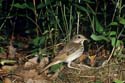 Hermit Thrush