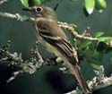 Least Flycatcher