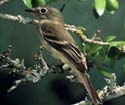 Least Flycatcher