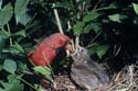 Northern Cardinal