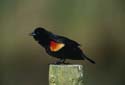 Red-winged Blackbird