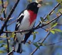 Rose-breasted Grosbeak