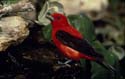 Scarlet Tanager