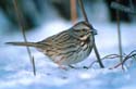 Song Sparrow