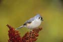 Tufted Titmouse