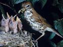 Wood Thrush