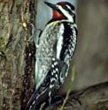 Yellow-bellied Sapsucker