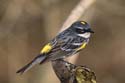 Yellow-rumped Warbler