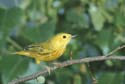 Yellow Warbler