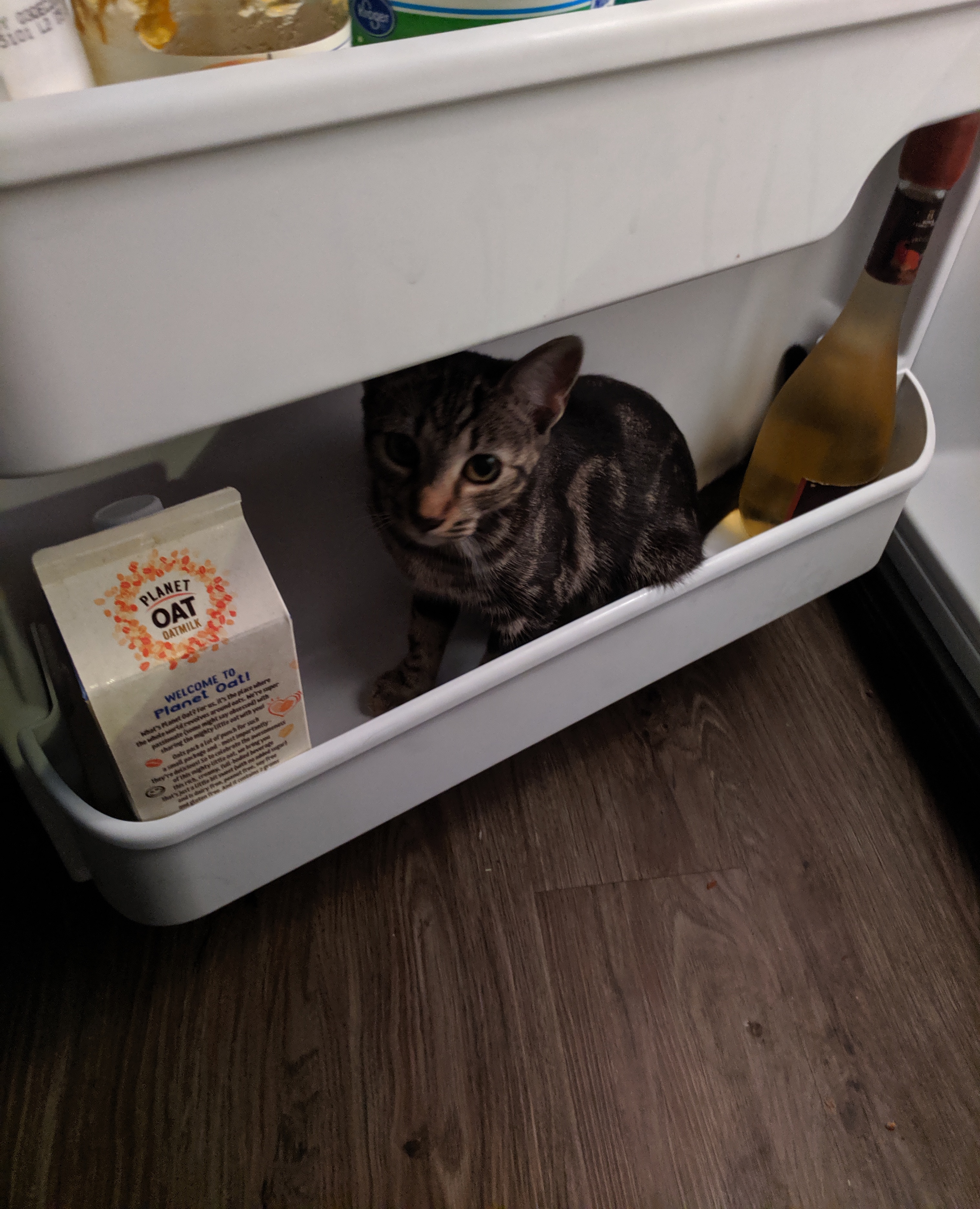 Eleanor Roosevelt the cat, sitting in the fridge