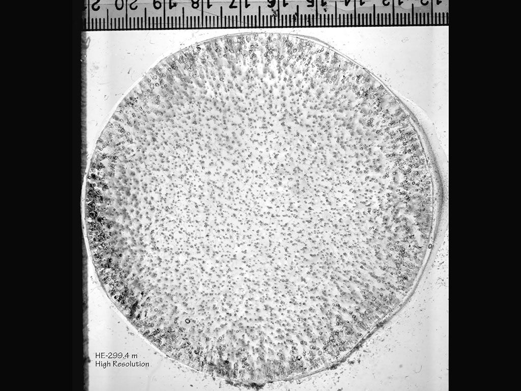 Ice Thin Section PPL