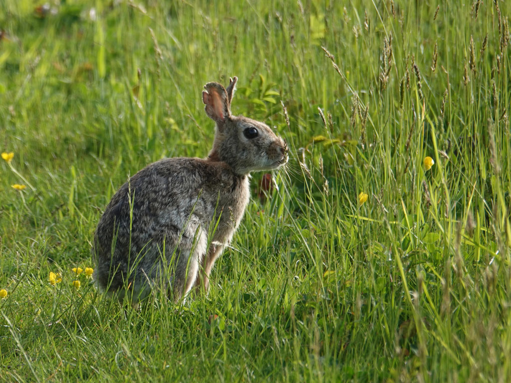 John Brady Photo Rabbit