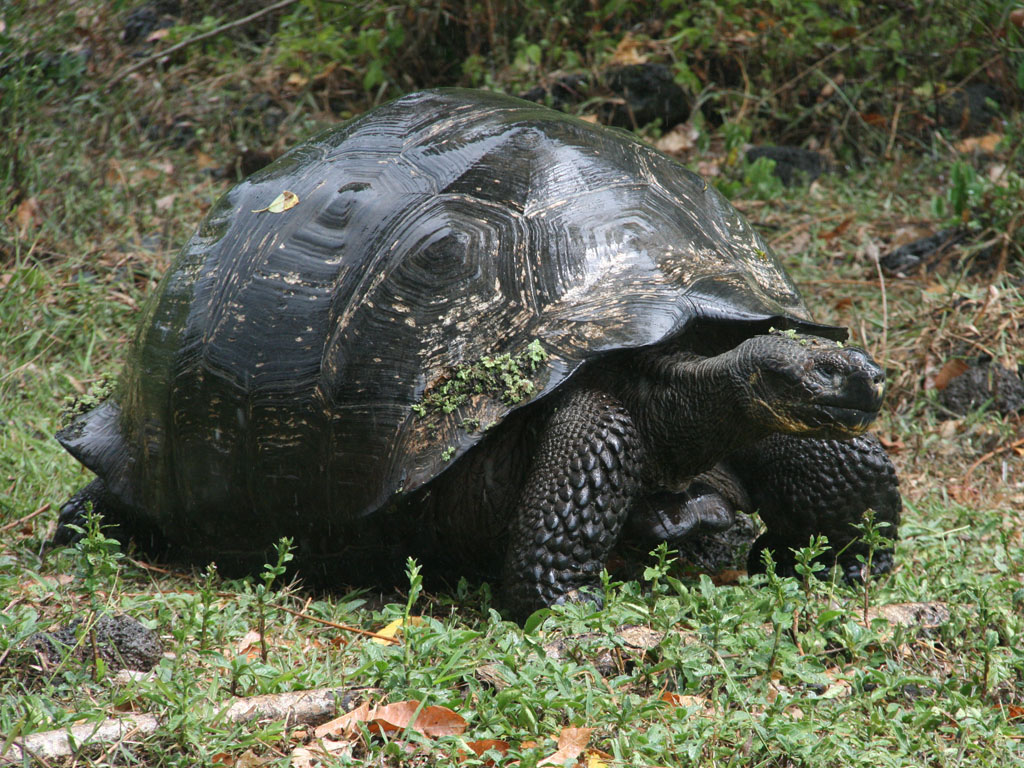 John Brady Photo Tortoise