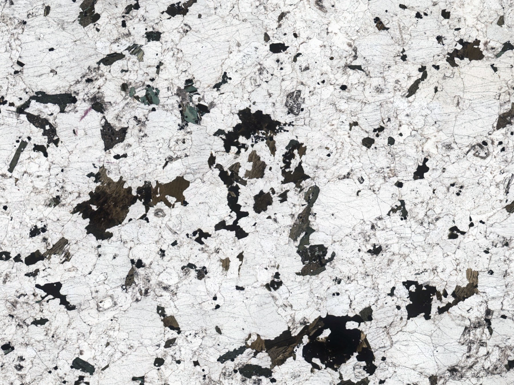 Granodiorite Thin Section