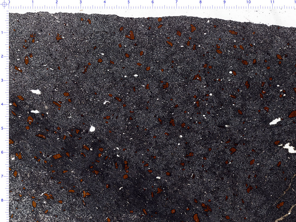 Basanite Thin Section